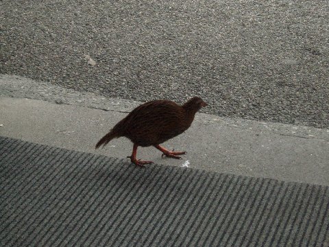 (The Weka bird goes off in search of more generous tourists)